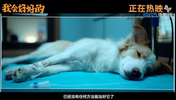 张子枫深情告别，《我会好好的》特辑发布-3